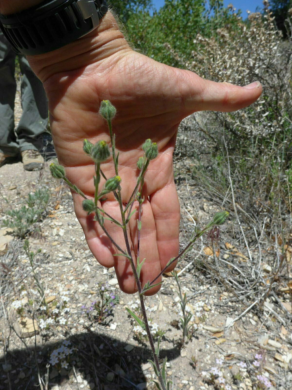 High Resolution Madia gracilis Bud